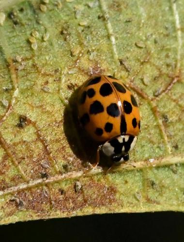Réf. 216 647 : Harmonia axyridis